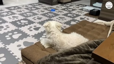 パパさんの帰りを待つナナくん⑩