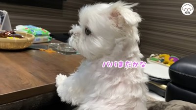 パパさんの帰りを待つナナくん7