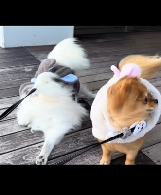 白と茶の犬