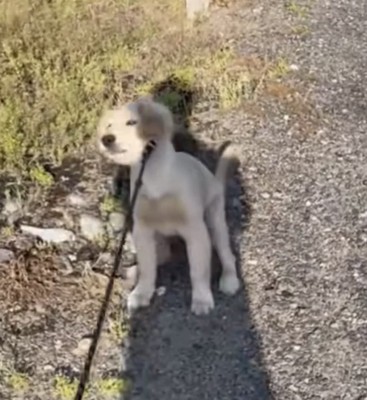 散歩拒否2