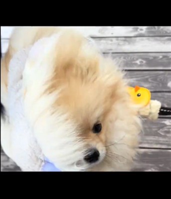 アップの犬1