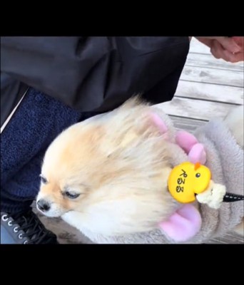 アップの犬2