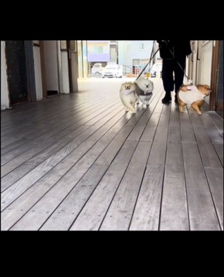 歩く3匹の犬1