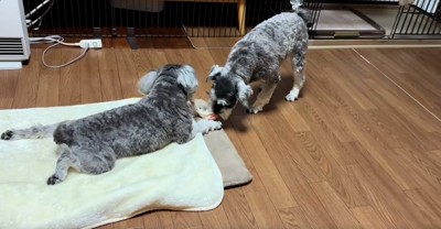 そっくりな2匹