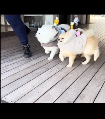 毛が裏返る犬1