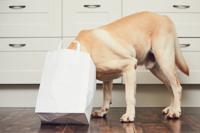 袋に頭を入れる犬