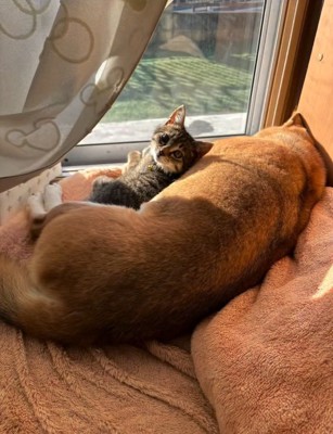 寝そべるあんずちゃん