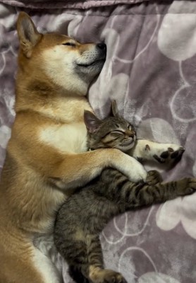 同じポーズで眠る2匹