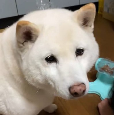 困り顔