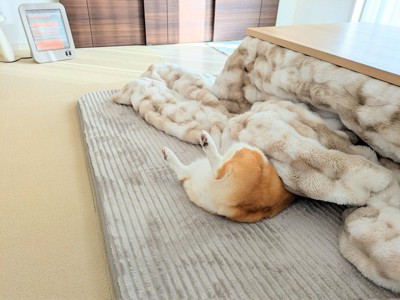 こたつ