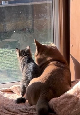 日向ぼっこする2匹