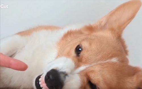 指