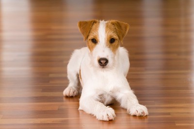 伏せる折れ耳の犬