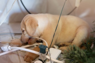 コードを噛む子犬