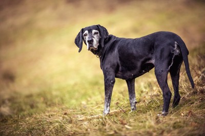 立ち止まって振り返っている犬