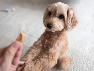 女性に前足を乗せる犬