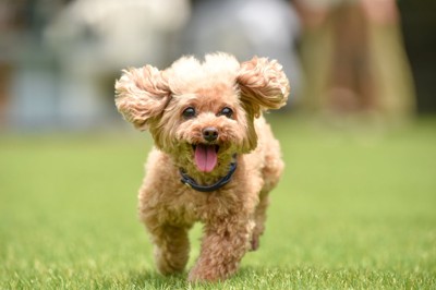 しっぽを立てて駆け寄ってくる犬
