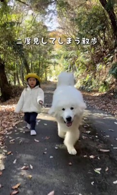 犬の散歩をする娘さん