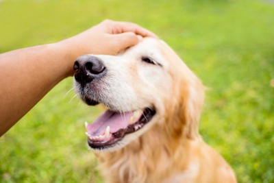頭を撫でてもらう犬