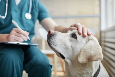 病院で診察される犬
