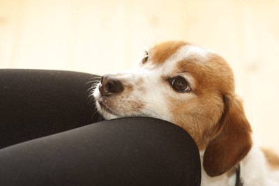 ひざに顎を乗せている犬