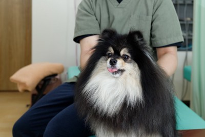 緊張気味の犬