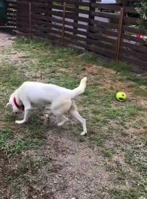 歩けるようになった!!