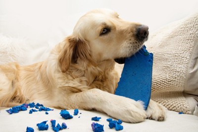 留守中にサンダルを食いちぎる犬
