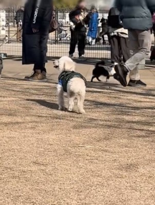 立ち止まる犬
