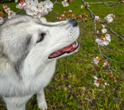 美しい
