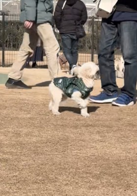 探し回る犬