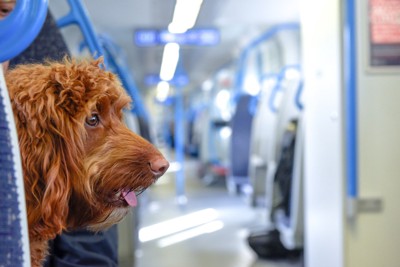 電車内、茶の犬の横顔