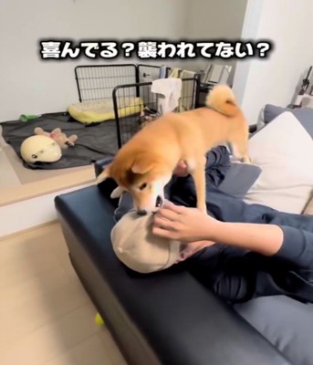 帽子を噛む犬