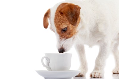 コーヒーカップを見つめる犬