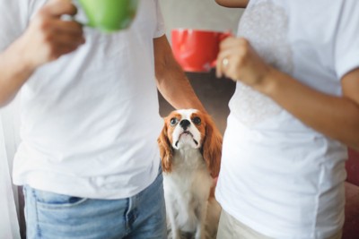 カップを持つ飼い主を見上げる犬