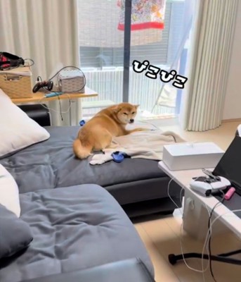 見ている犬2