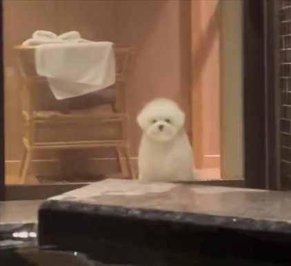 飼い主