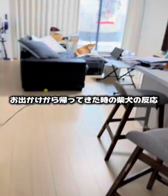 見ている犬1