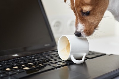 コーヒーカップを倒す犬