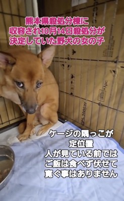 怯えた表情