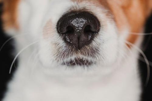 犬のマズル