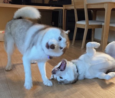 エジプト