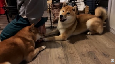 ナラちゃん＆ソラくんとママの再会9