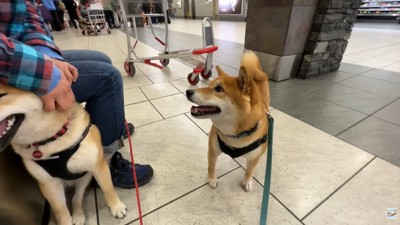 ナラちゃん＆ソラくんとママの再会7