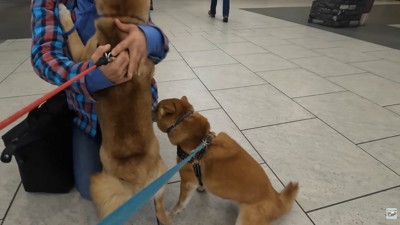 ナラちゃん＆ソラくんとママの再会4