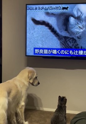 オレオくんを見るるちるちゃん