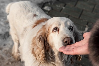 人の手のニオイを嗅ぐ犬