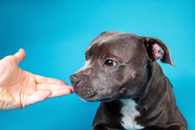 手のニオイを嗅ぐ犬