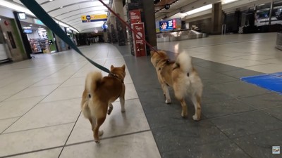 ナラちゃん＆ソラくんとママの再会