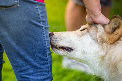 人の大腿部のニオイを嗅ぐ犬